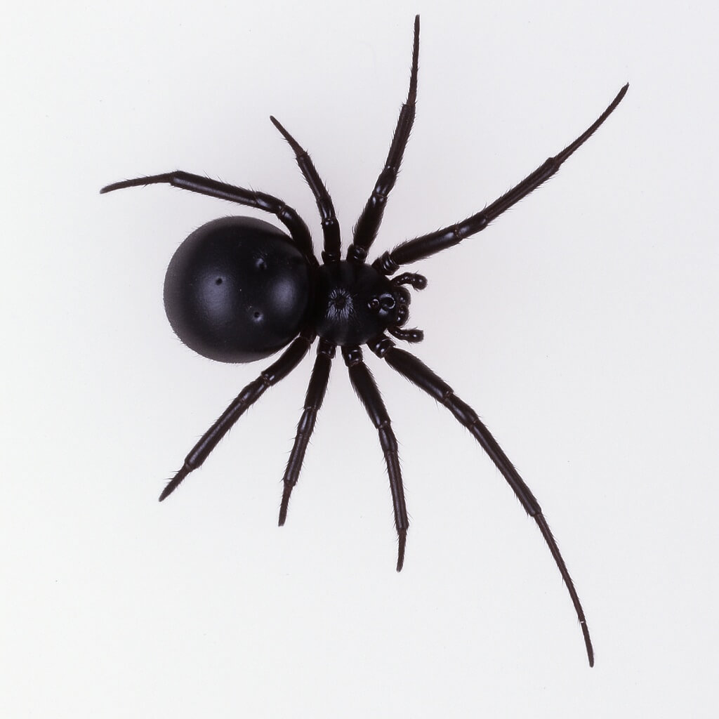 Cupboard Spider