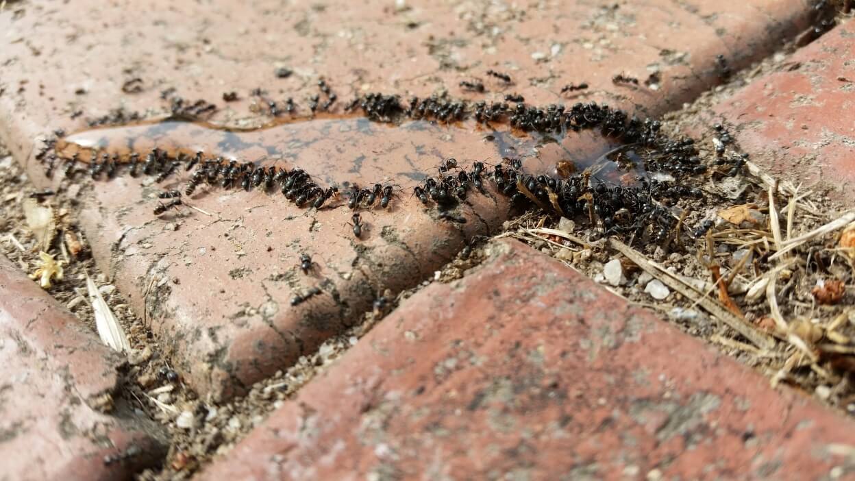 Prevention Checklist