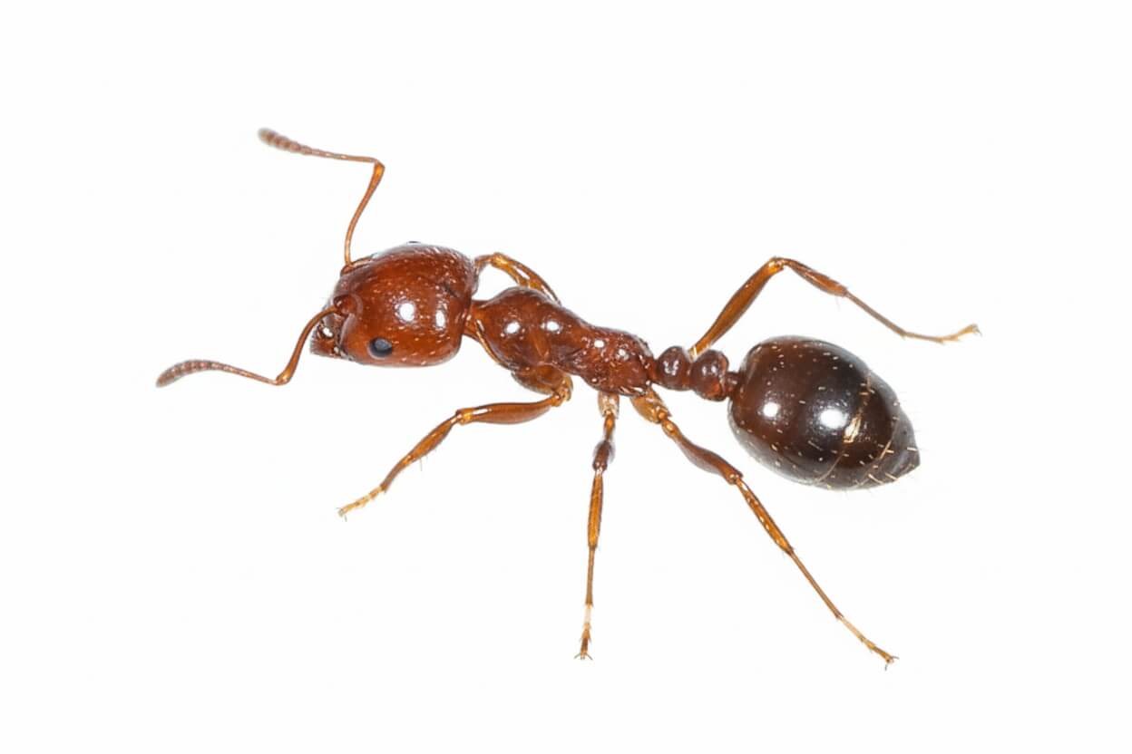 Red Imported Fire Ant
