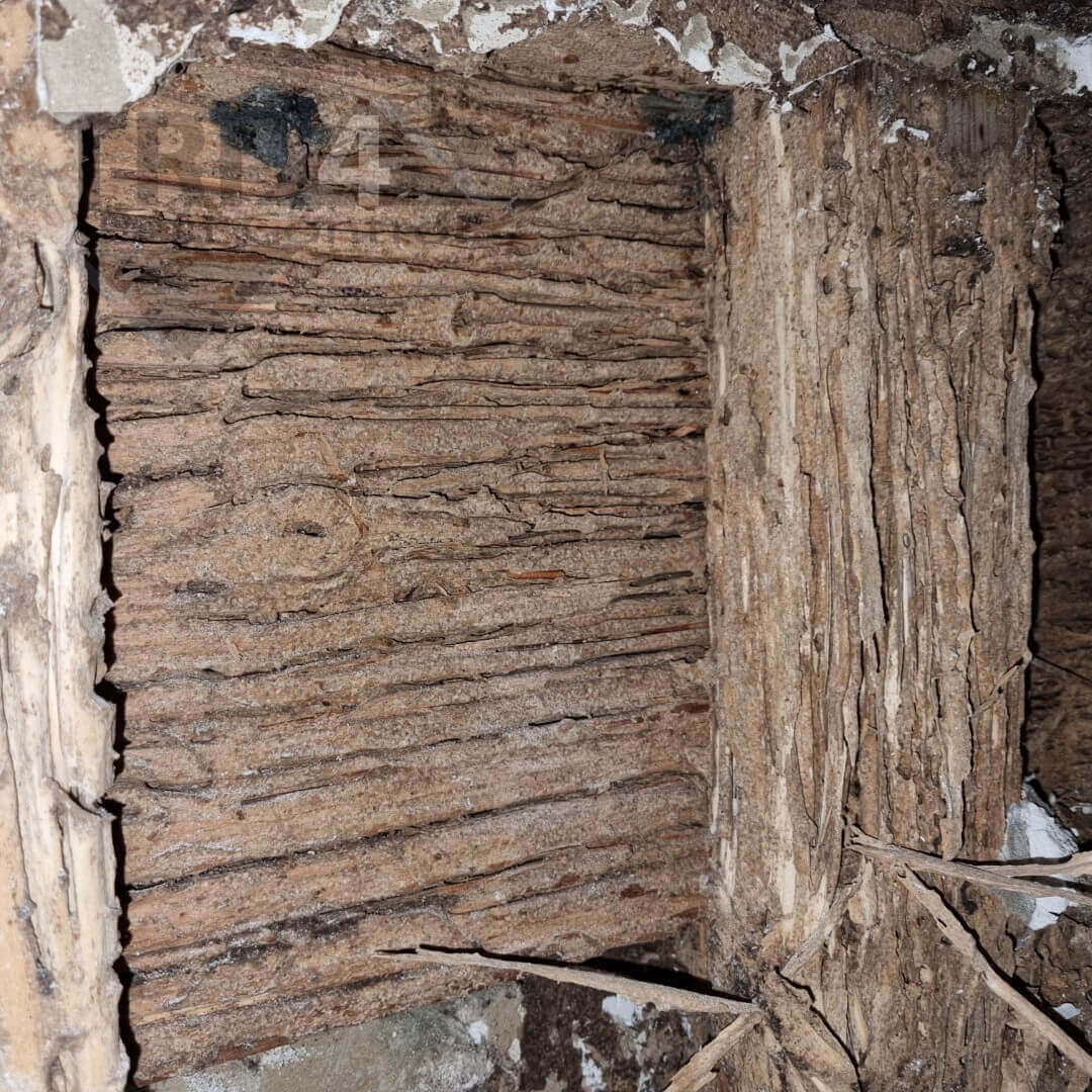 Hollow or Damaged Wood