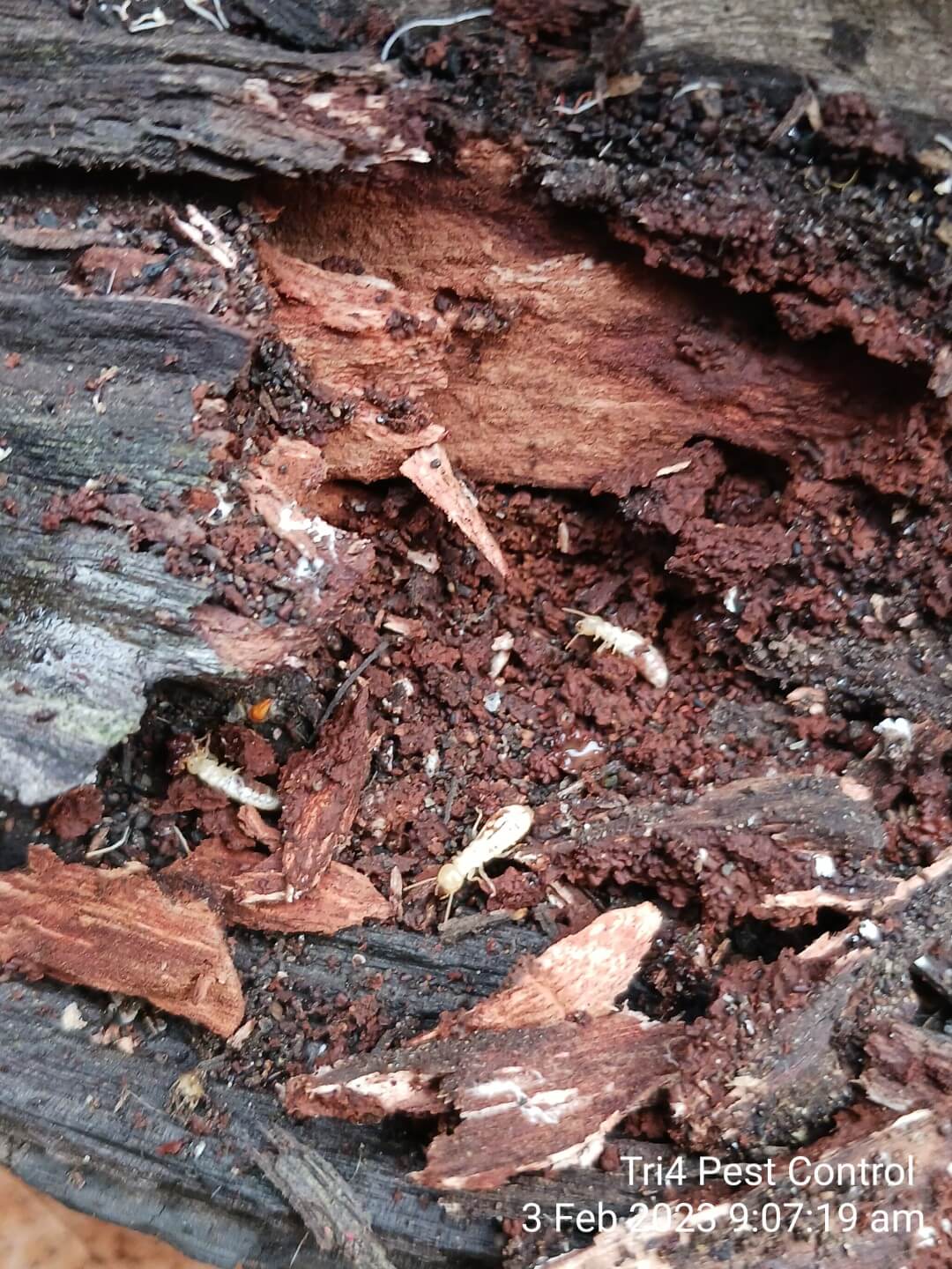 Dampwood termite (Termopsidae)